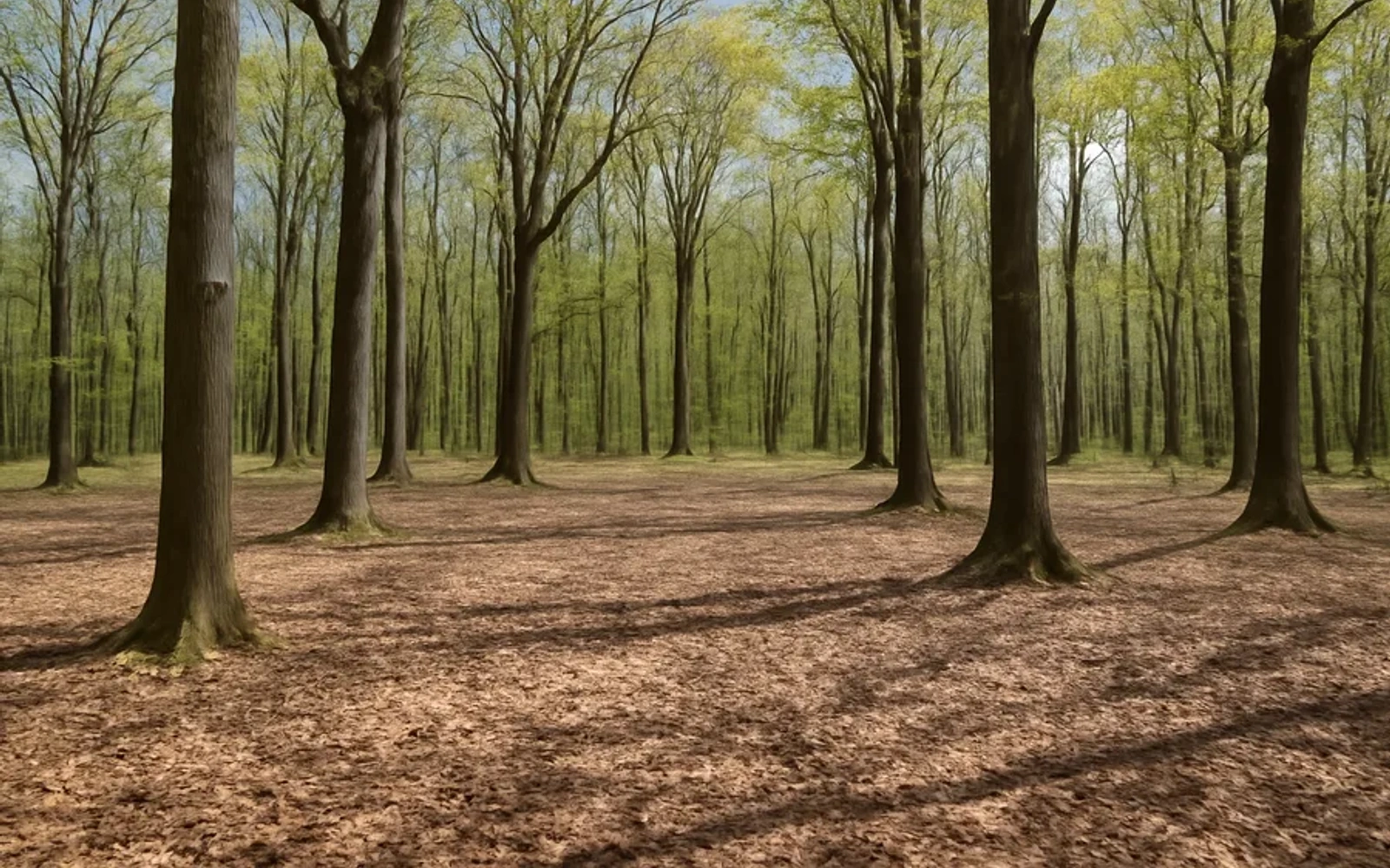 Wooded land in Albany
